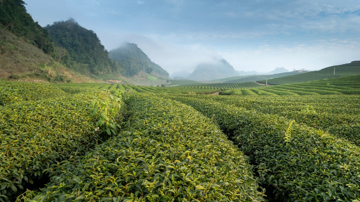 风景秀丽的的茶园图片-风景壁纸-高清风景图片-第3图-娟娟壁纸