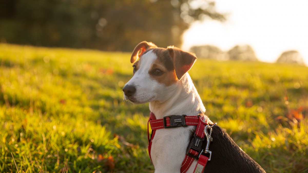 杰克罗素梗犬图片(1/13)