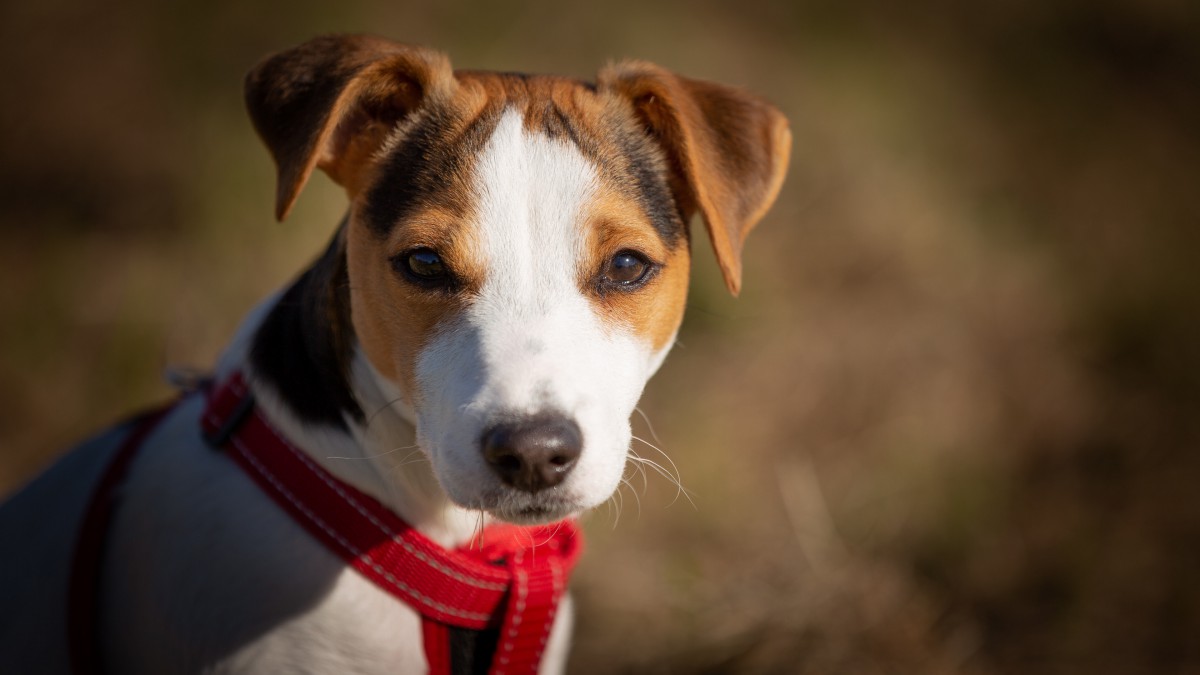 罗素梗犬哪种颜色好图片