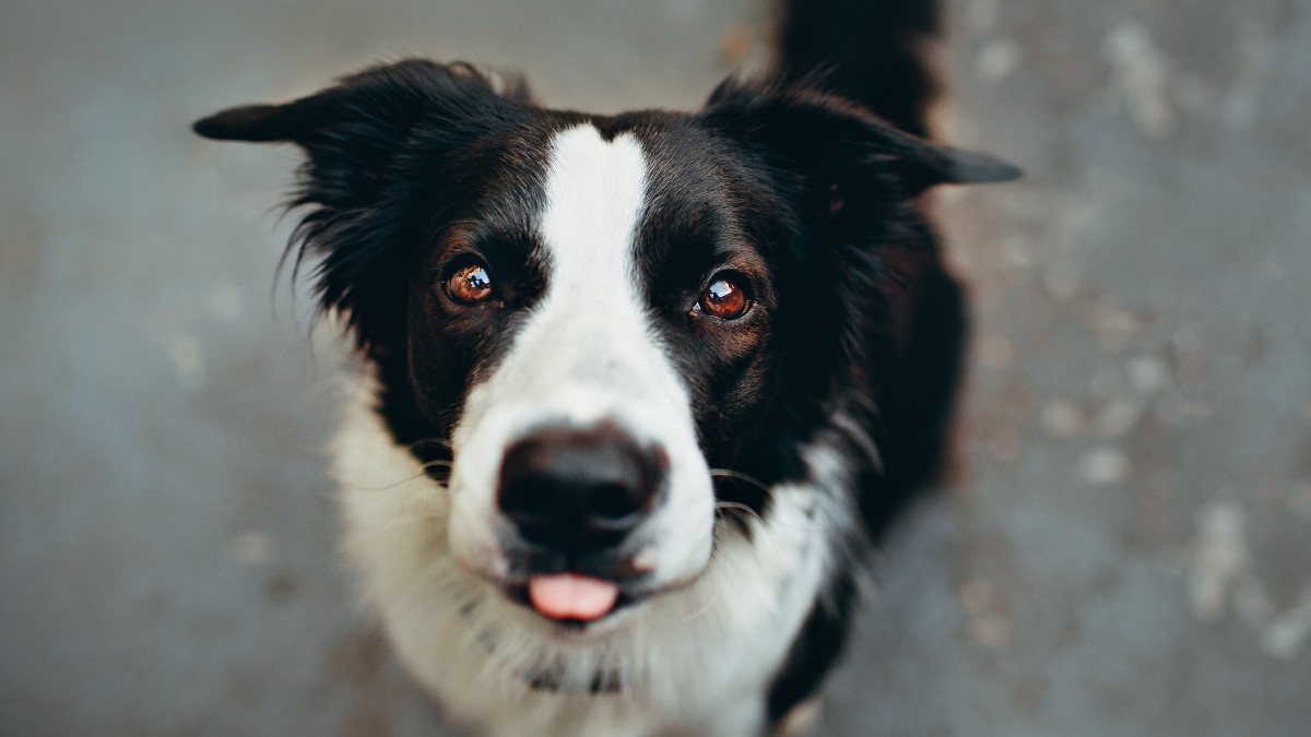 高清邊境牧羊犬圖片-動物壁紙-高清動物圖片-第3圖-娟娟壁紙