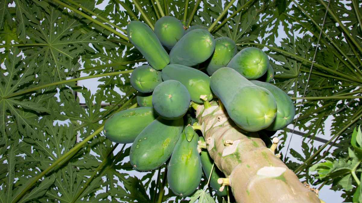 树上的青木瓜图片(3/13)