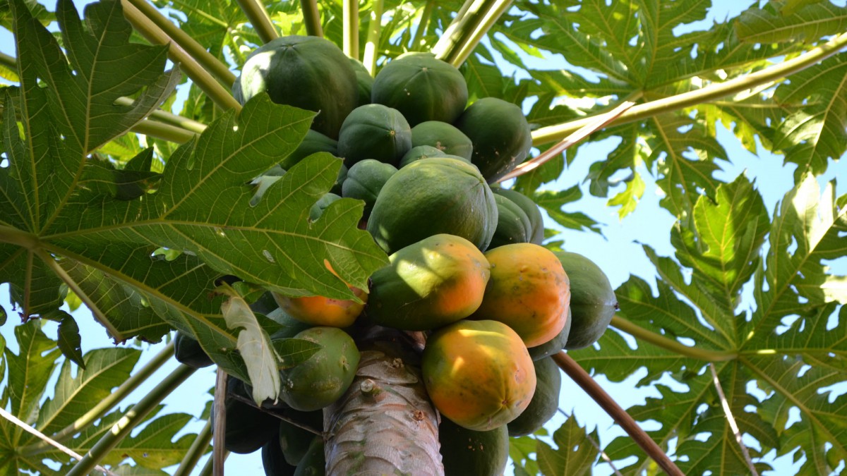 树上的青木瓜图片513