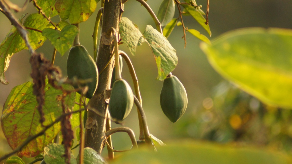 树上的青木瓜图片813