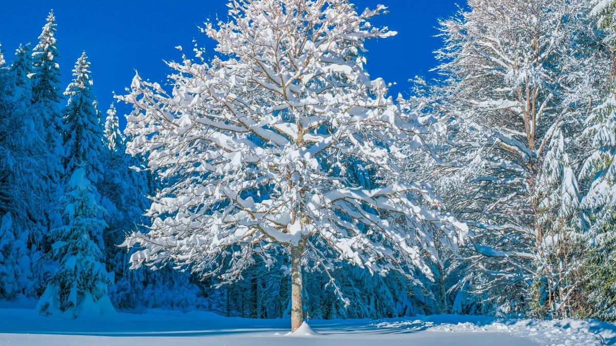 高清冬季白雪圖片411