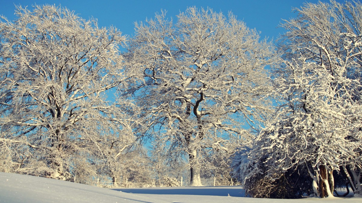 高清冬季白雪图片811