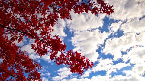 秋季枫树美景图片大全