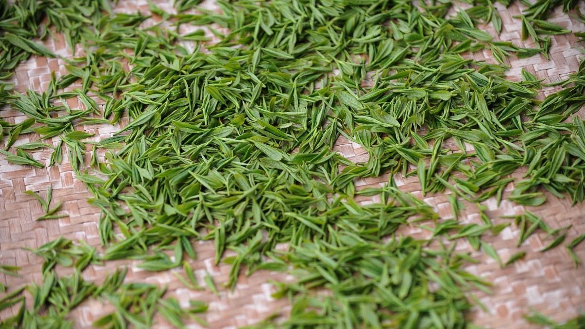 绿色的茶叶图片39