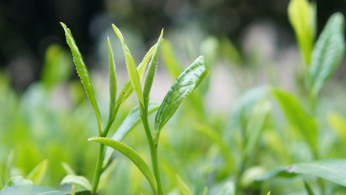 綠色的茶葉圖片-花卉壁紙-高清花卉圖片-第8圖-娟娟壁紙