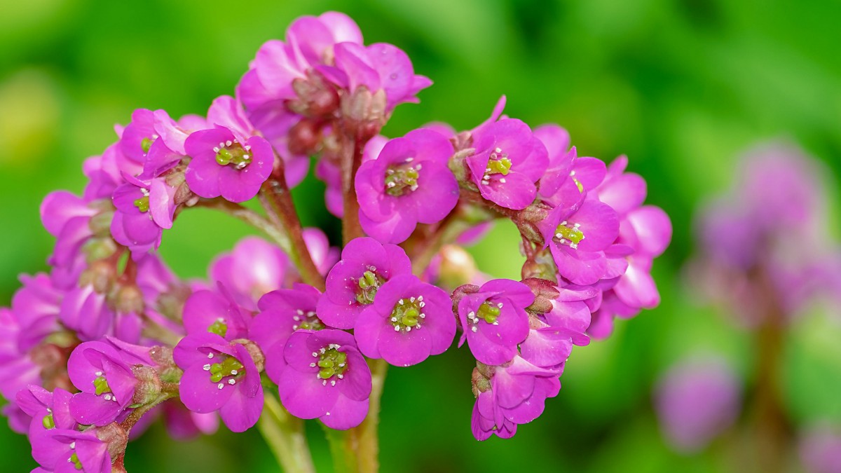 岩白菜开花图片910