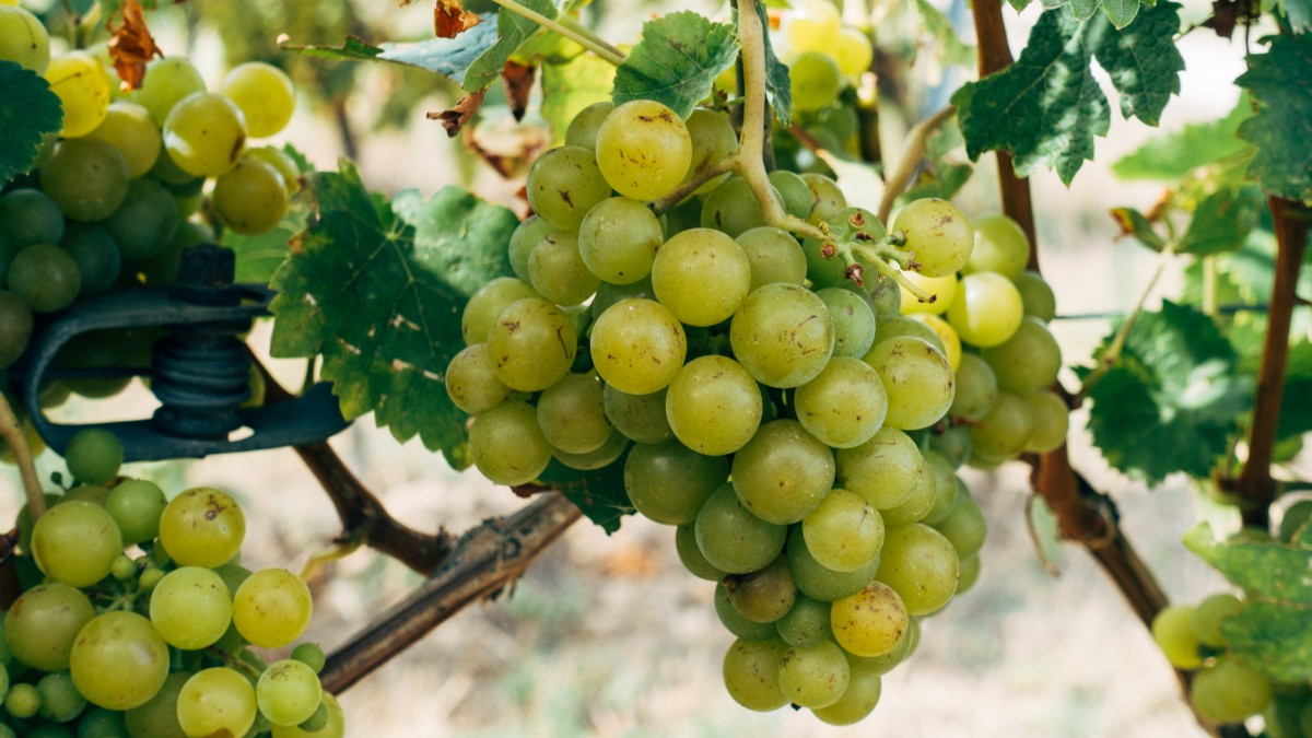 酸酸甜甜的葡萄图片1011