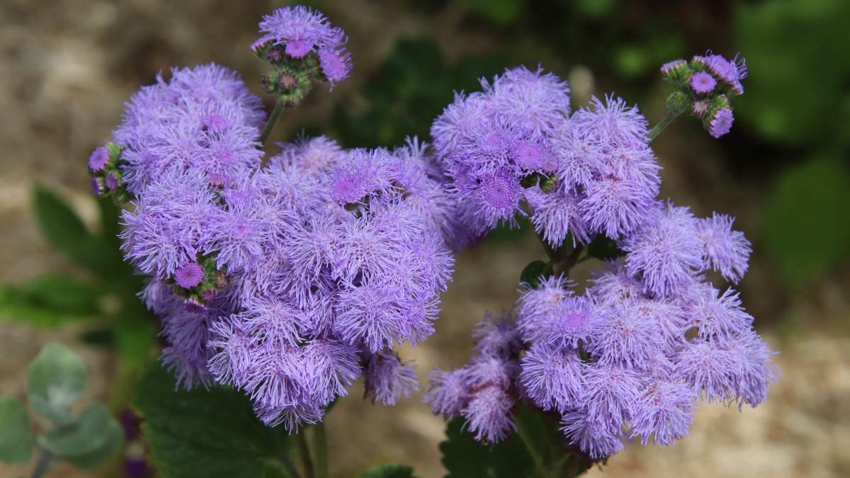 开花的藿香蓟图片89