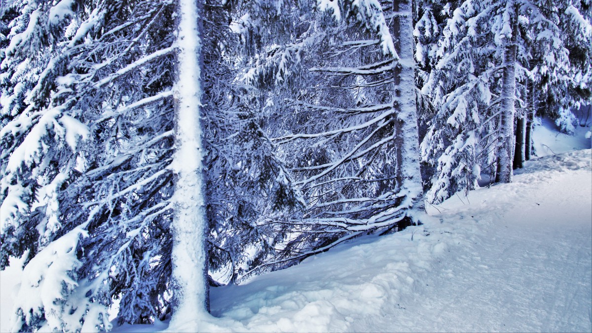 高清唯美雪景圖片壁紙-風景壁紙-高清風景圖片-第11圖-娟娟壁紙