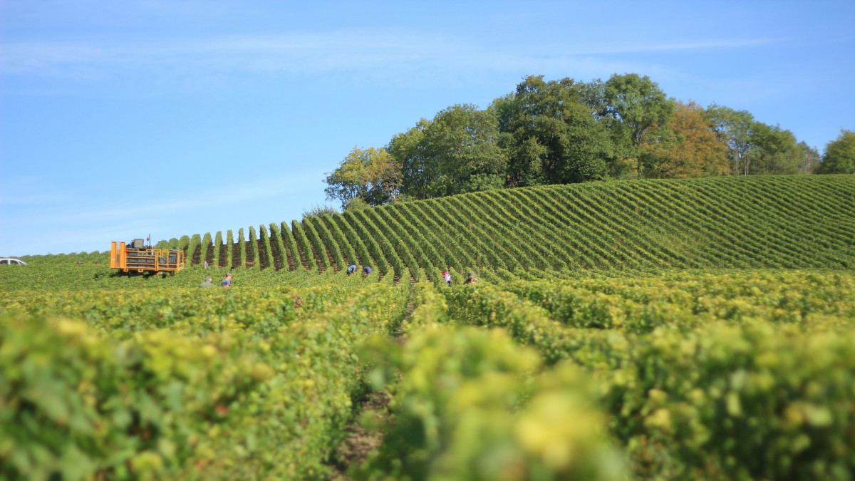 一片绿油油的农田图片