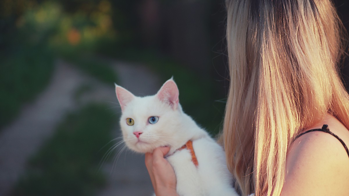 猫咪和主人的照片图片