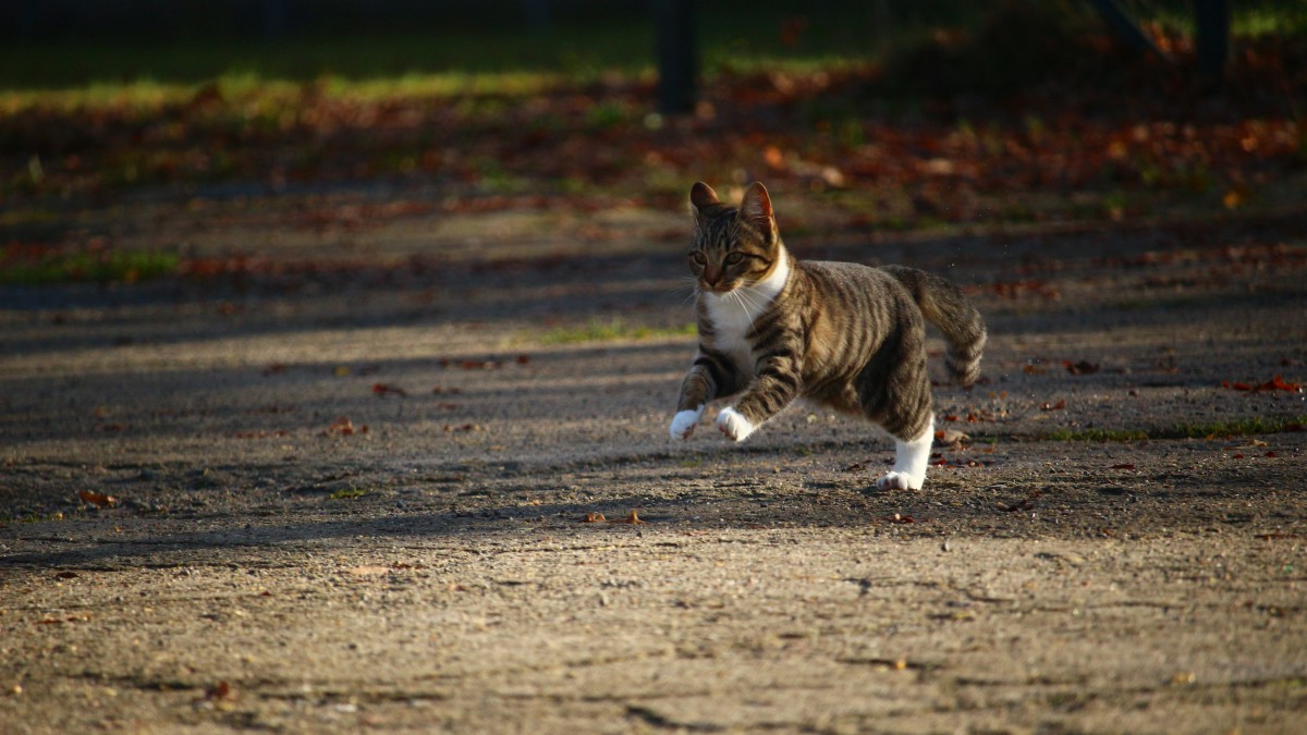 高清野外猫咪图片
