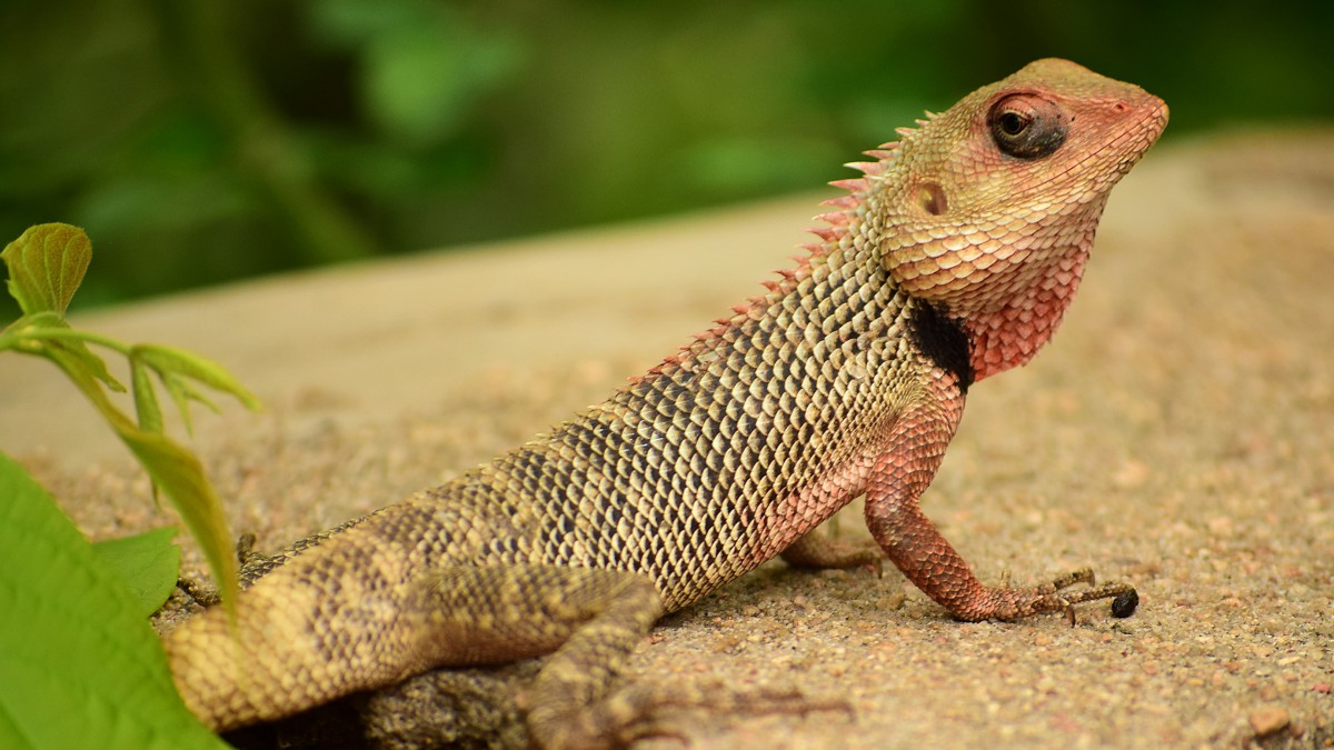 野生鬣蜥图片-动物壁纸-高清动物图片-娟娟壁纸