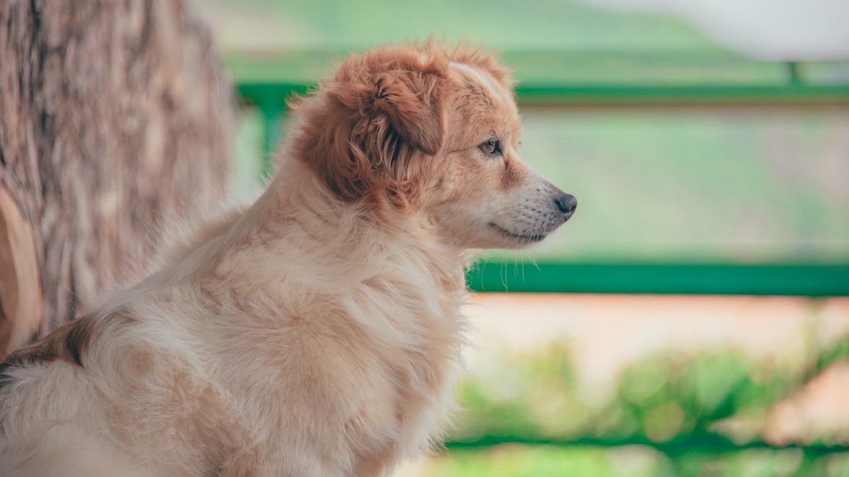 狗狗眺望远方的图片