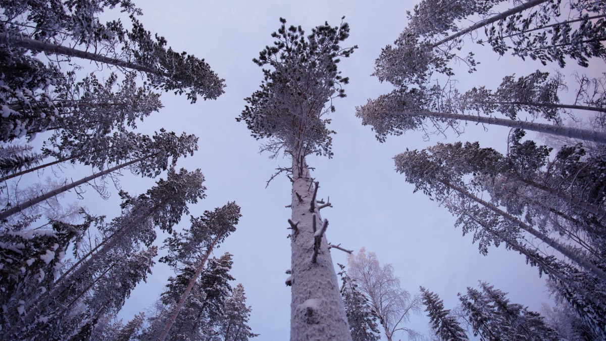 仰望树林的图片