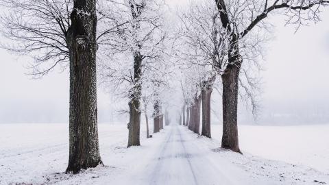 冬季白雪树林图片