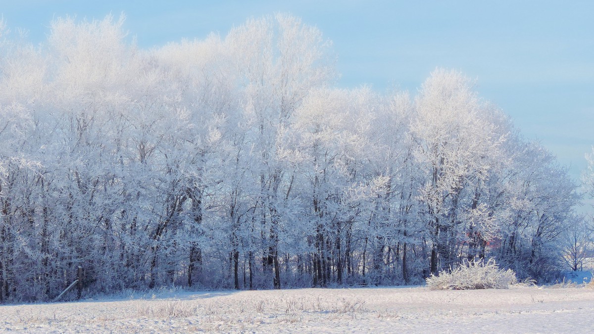 冬季白雪树林图片-风景壁纸-高清风景图片-第8图-娟娟壁纸