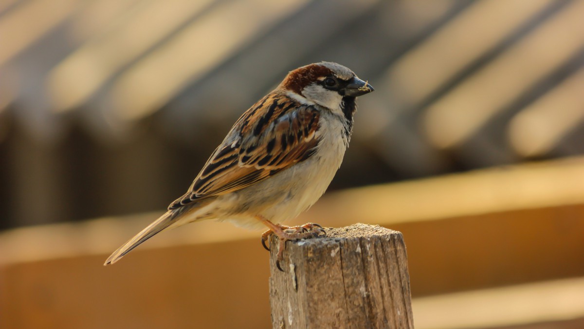 高清麻雀鸟图片18