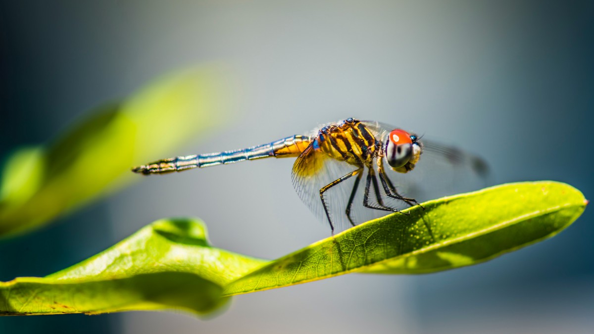 蜻蜓图片-动物壁纸-高清动物图片-娟娟壁纸