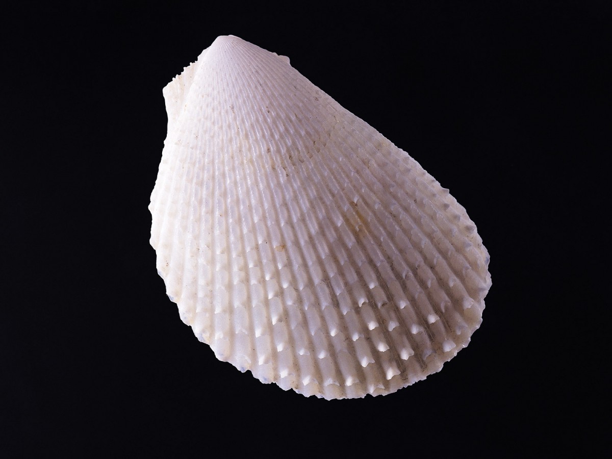 贝壳海螺 第三辑(11/20)