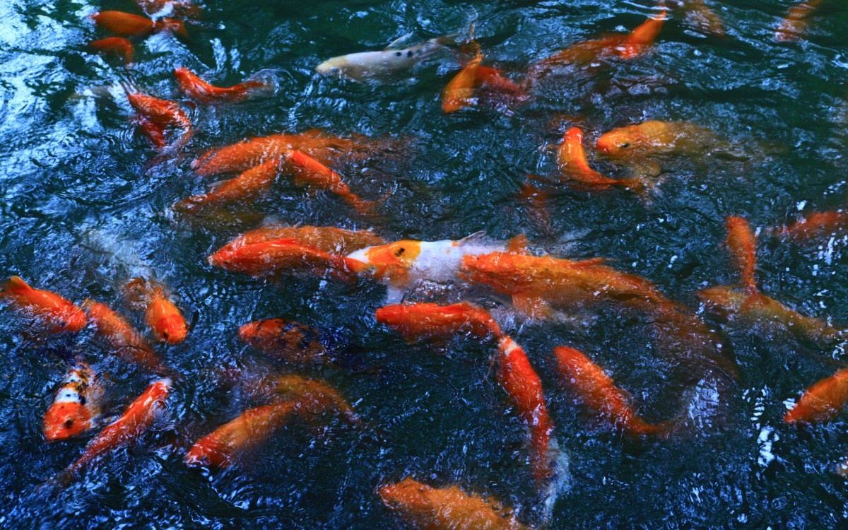 成都印象 第二辑-建筑壁纸-高清建筑图片-第9图-娟娟壁纸