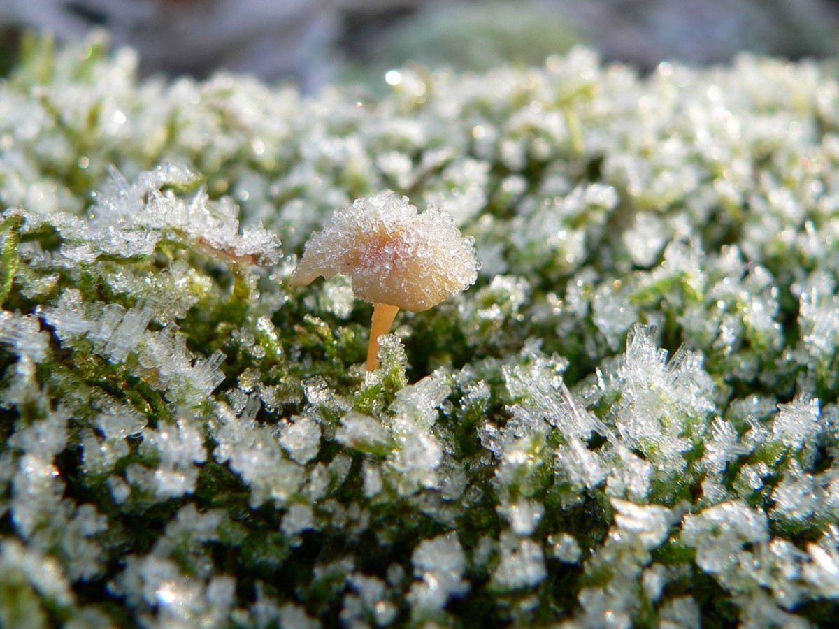 冰雪植物 第二輯-花卉壁紙-高清花卉圖片-第17圖-娟娟壁紙