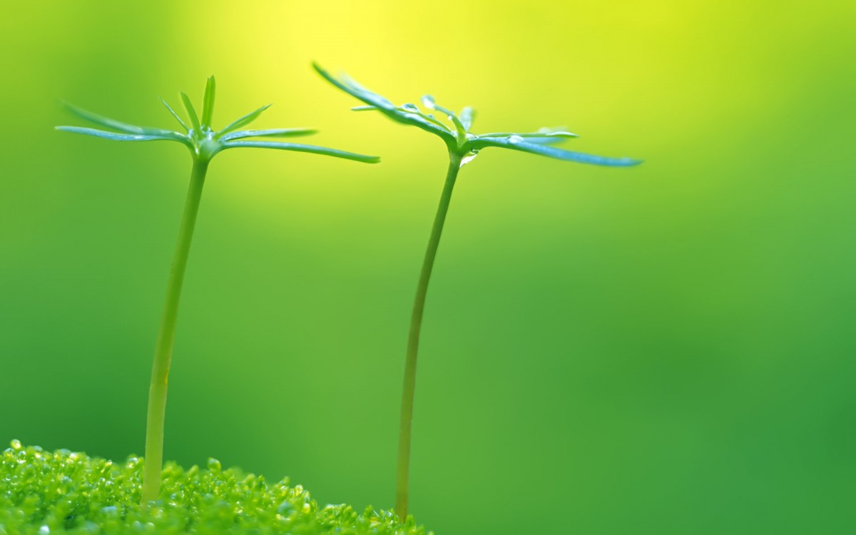 新芽嫩叶第四辑1520