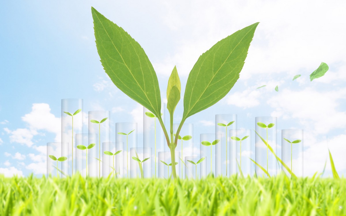 绿色与自然 第一辑-花卉壁纸-高清花卉图片-第5图-娟娟壁纸