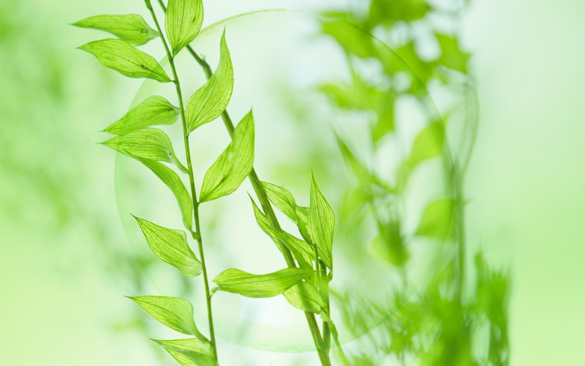 花卉 植物綠葉 > 綠色與自然 第三輯顯示:√欣賞模式 全屏模式 壁紙