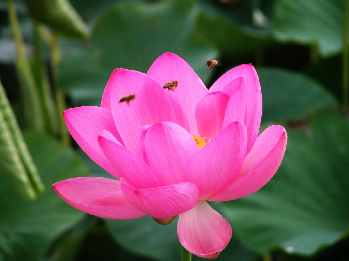 桌面壁纸 花卉 百花盛开 荷花 第一辑显示√欣赏模式 全屏模式