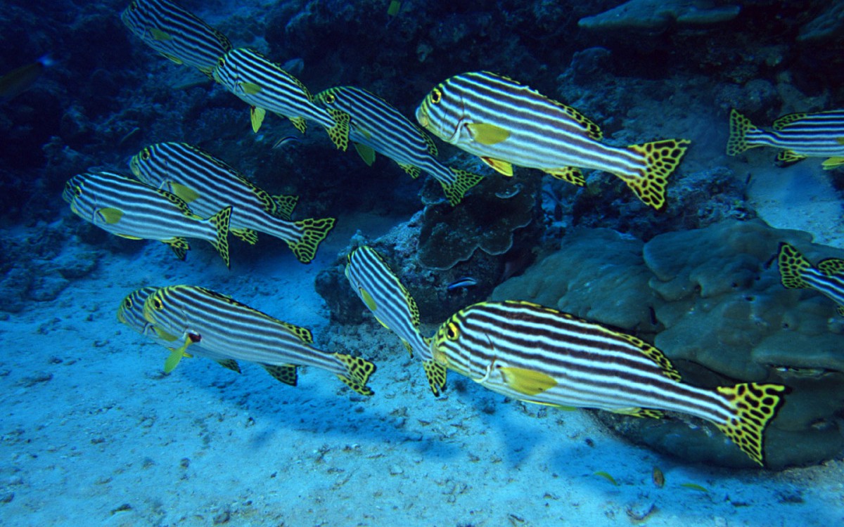 桌面壁纸 动物 海洋生物 > 海地鱼群 第一辑显示:√欣赏模式   全屏