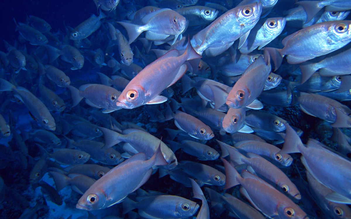 海地魚群 第二輯-動物壁紙-高清動物圖片-第4圖-娟娟壁紙