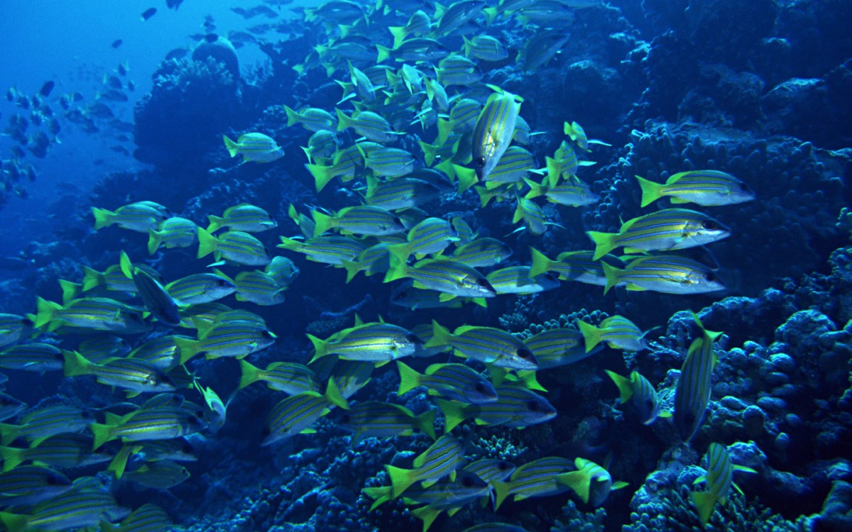 海地鱼群 第二辑(6/20)