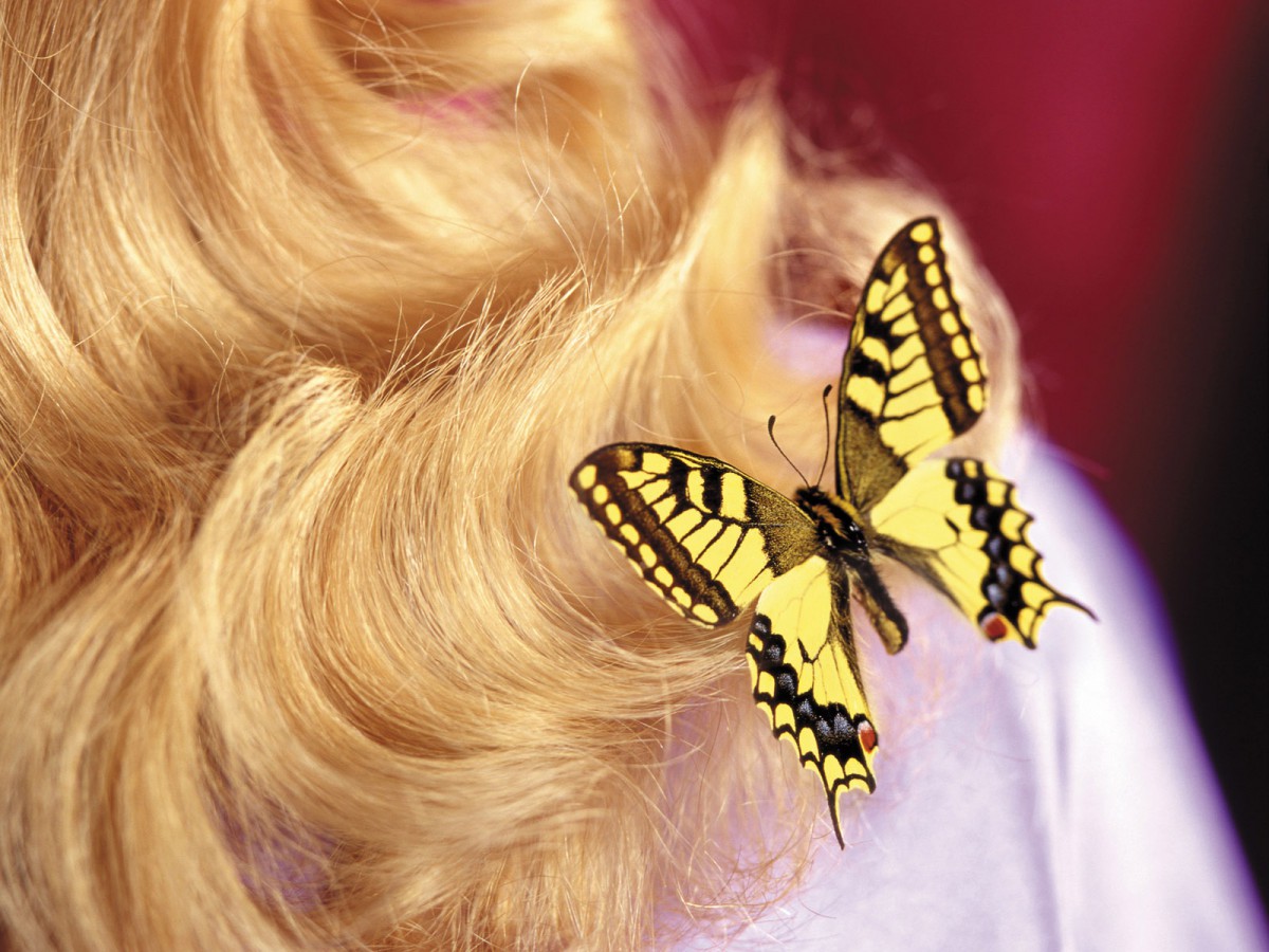 蝶恋花第一辑 动物壁纸 高清动物图片 第14图 娟娟壁纸 蝶恋花第一辑 动物壁纸 高清动物图片 第14图 娟娟壁纸