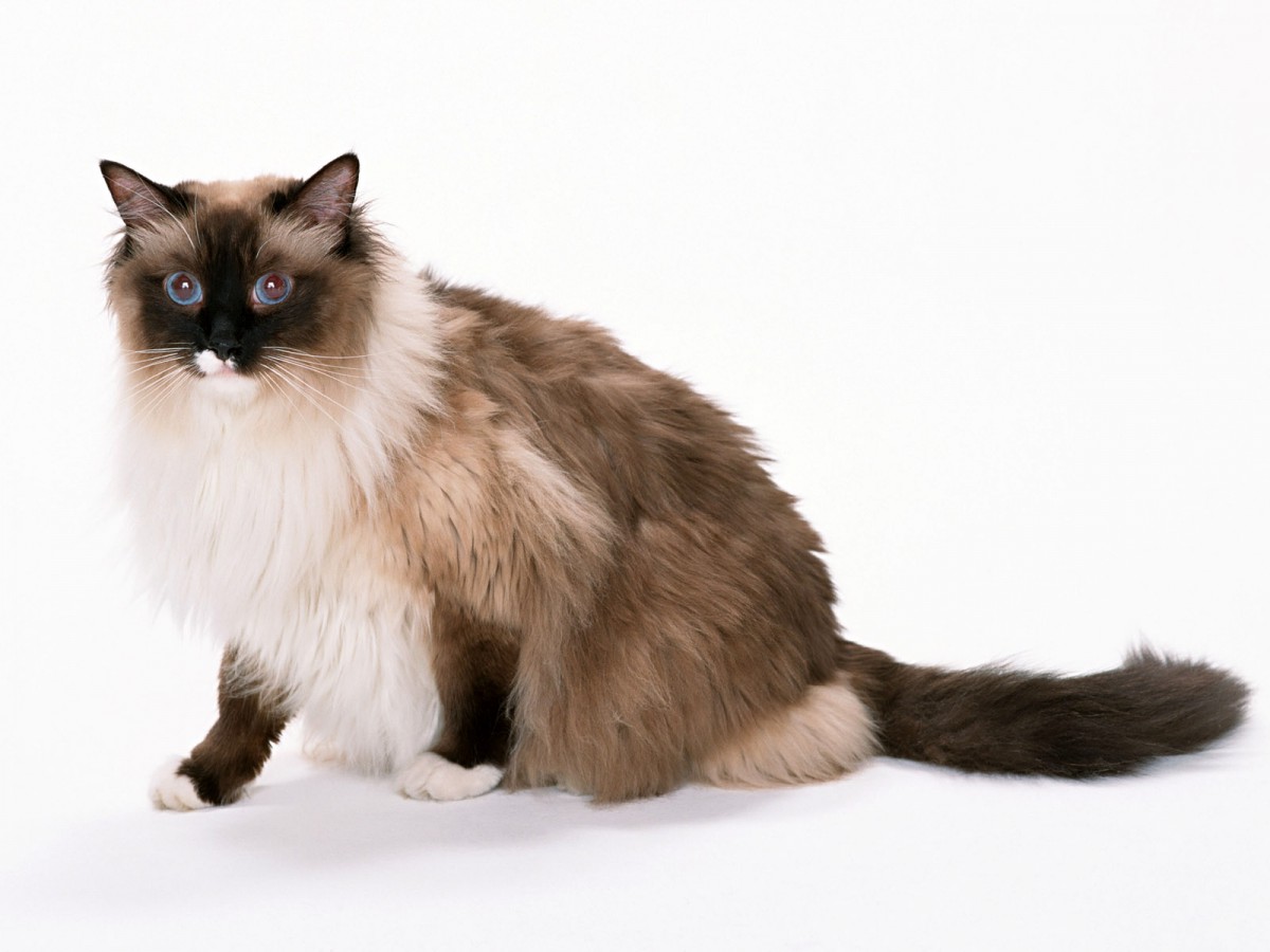 1600猫咪写真第九辑120