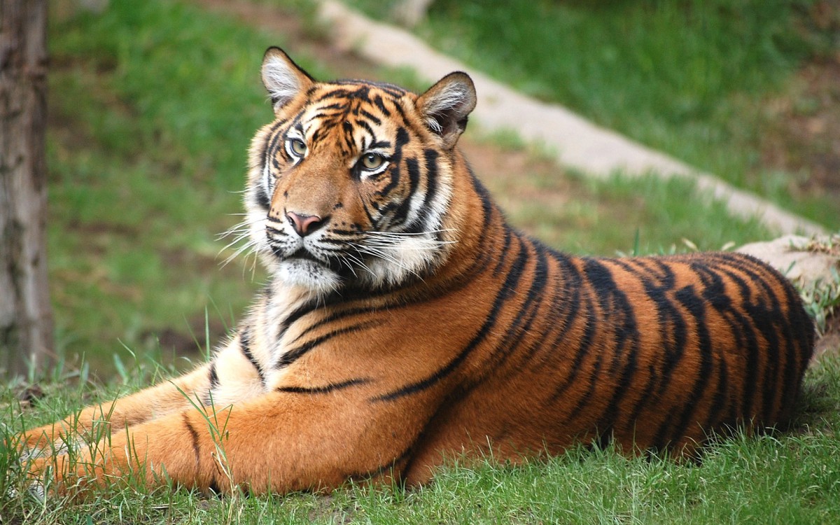 老虎寫真 第四輯-動物壁紙-高清動物圖片-第6圖-娟娟壁紙