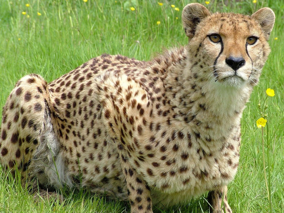 狮虎豹专辑第一辑820