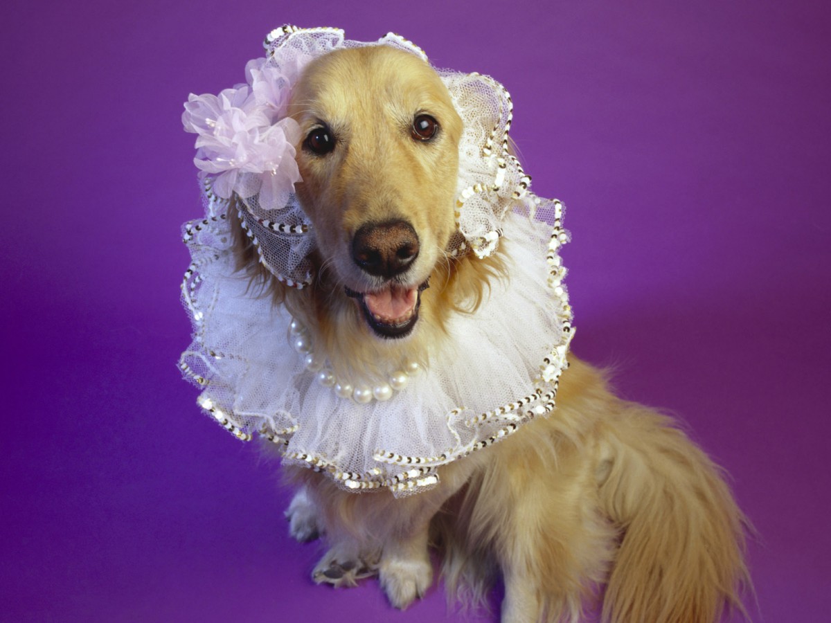 宠物合集第三辑620