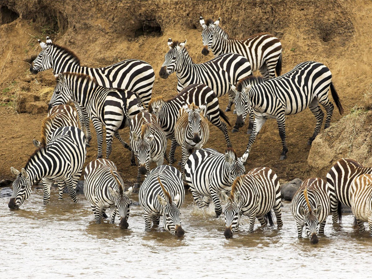 动物合集第37辑120