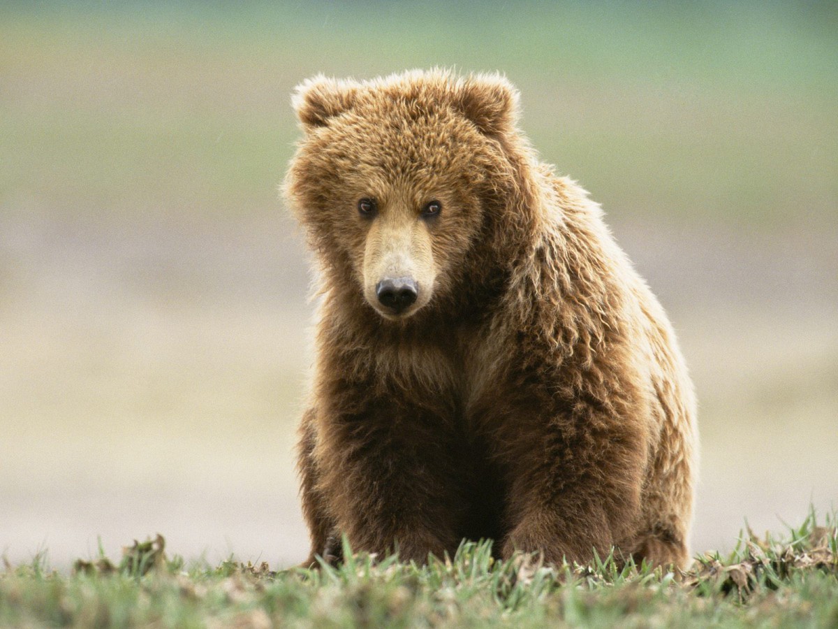 动物合集 第38辑(14/20)