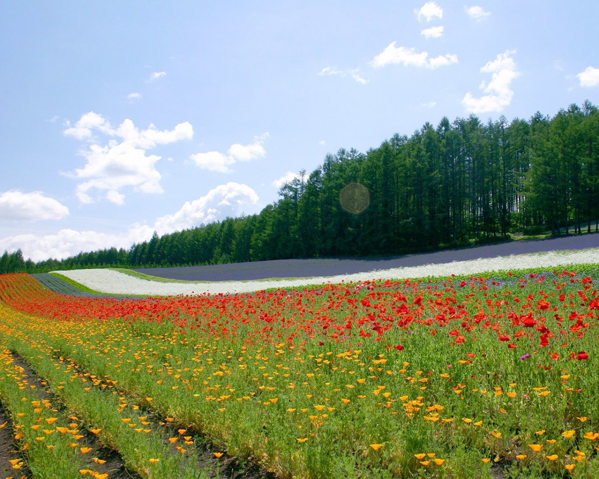 九月亭亭玉立四月天，时光流转岁月沉淀，四季轮转见证成长，青春不老梦想永续。