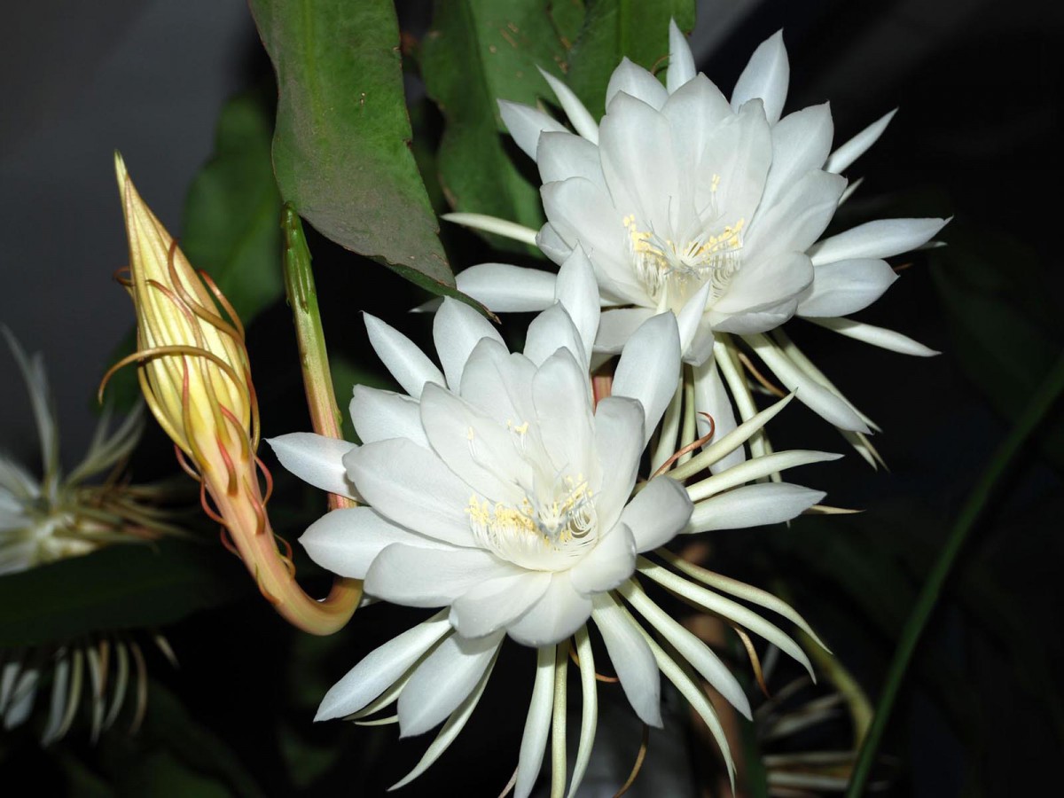 昙花一现图片120