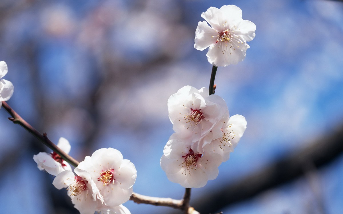 梅花盛開,分享一組百花盛開圖片給大家,圖中的桌面壁紙壁紙會