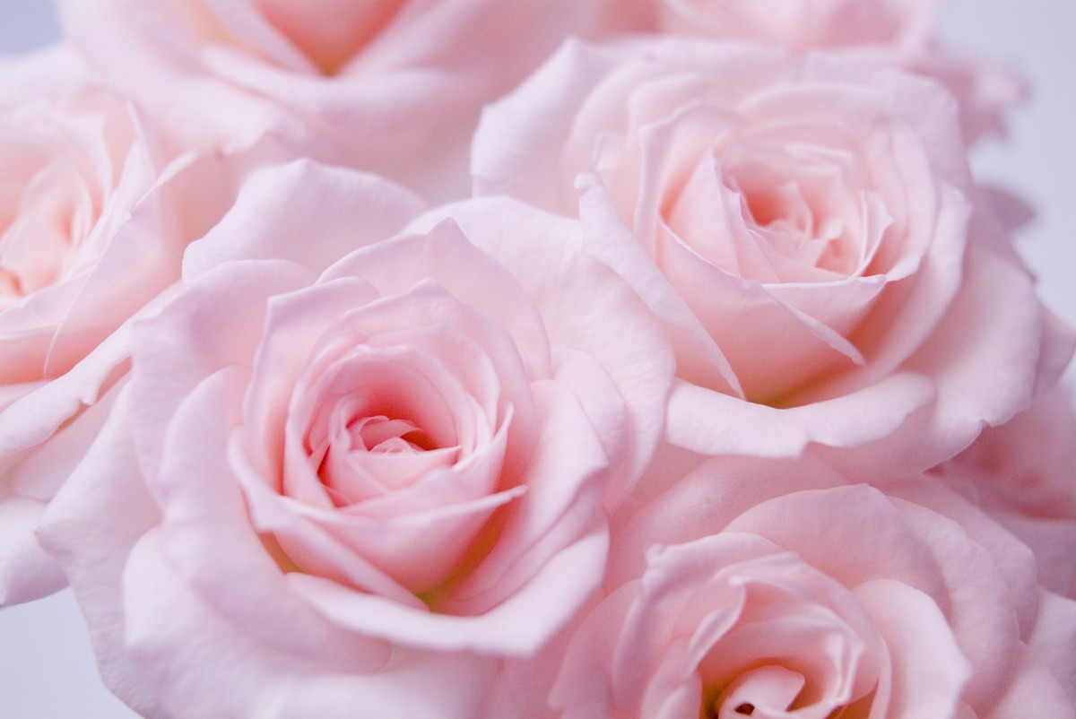 玫瑰写真 第13辑-花卉壁纸-高清花卉图片-第20图-娟娟壁纸