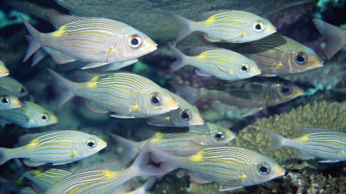 深海魚群-動物壁紙-高清動物圖片-娟娟壁紙