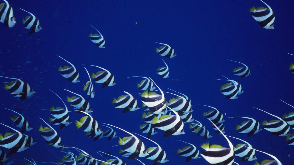 深海鱼群-动物壁纸-高清动物图片-第12图-娟娟壁纸