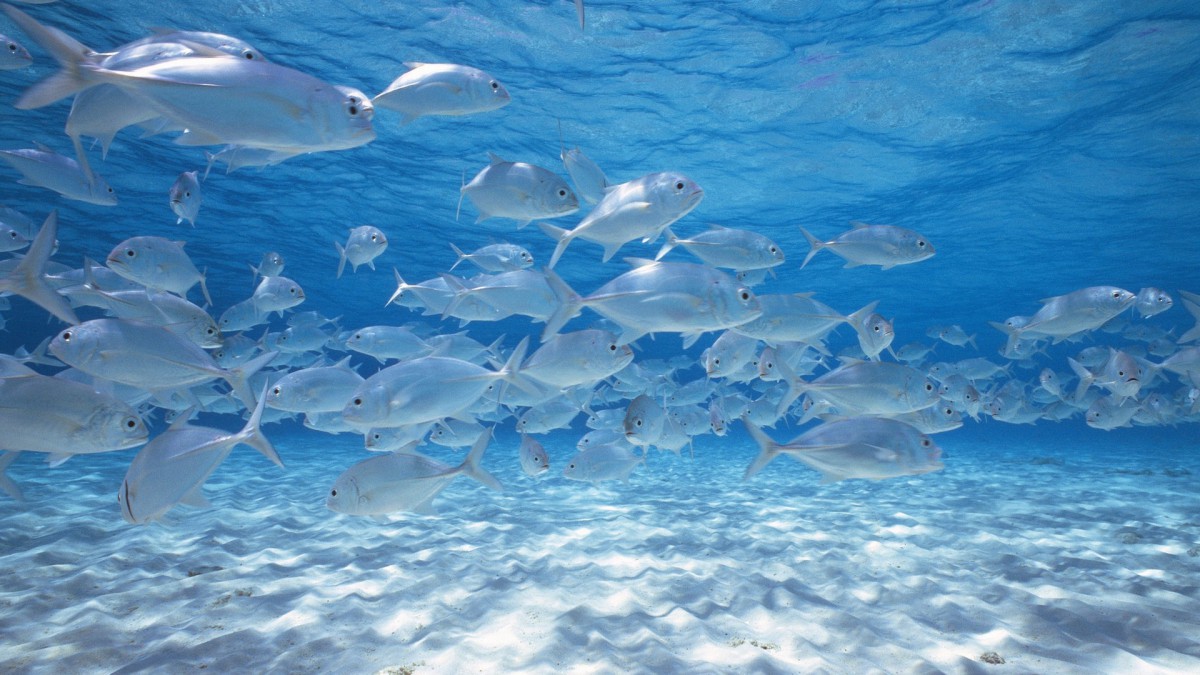深海鱼群 动物壁纸 高清动物图片 第15图 娟娟壁纸